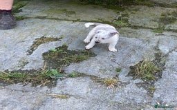 Border Collie dogs for sale: Blue Merle collies  - Image 12