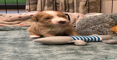 Double Doodle dogs - Advert 14