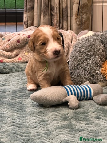 Double Doodle dogs - Advert 6