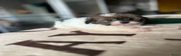 Shihpoo dogs for sale: WAITING LIST Toy Shihpoo  - Advert 11