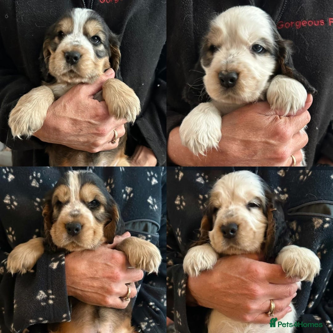 Cocker Spaniel dogs for sale: Show Cocker litter expected December 2025 - Advert 4