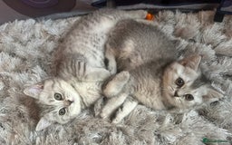 British Shorthair cats for sale: British Shorthair Kitten - Image 5