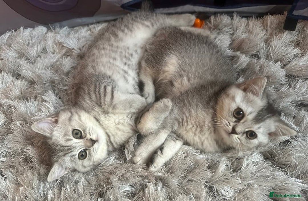 British Shorthair cats for sale: British Shorthair Kitten - Image 5