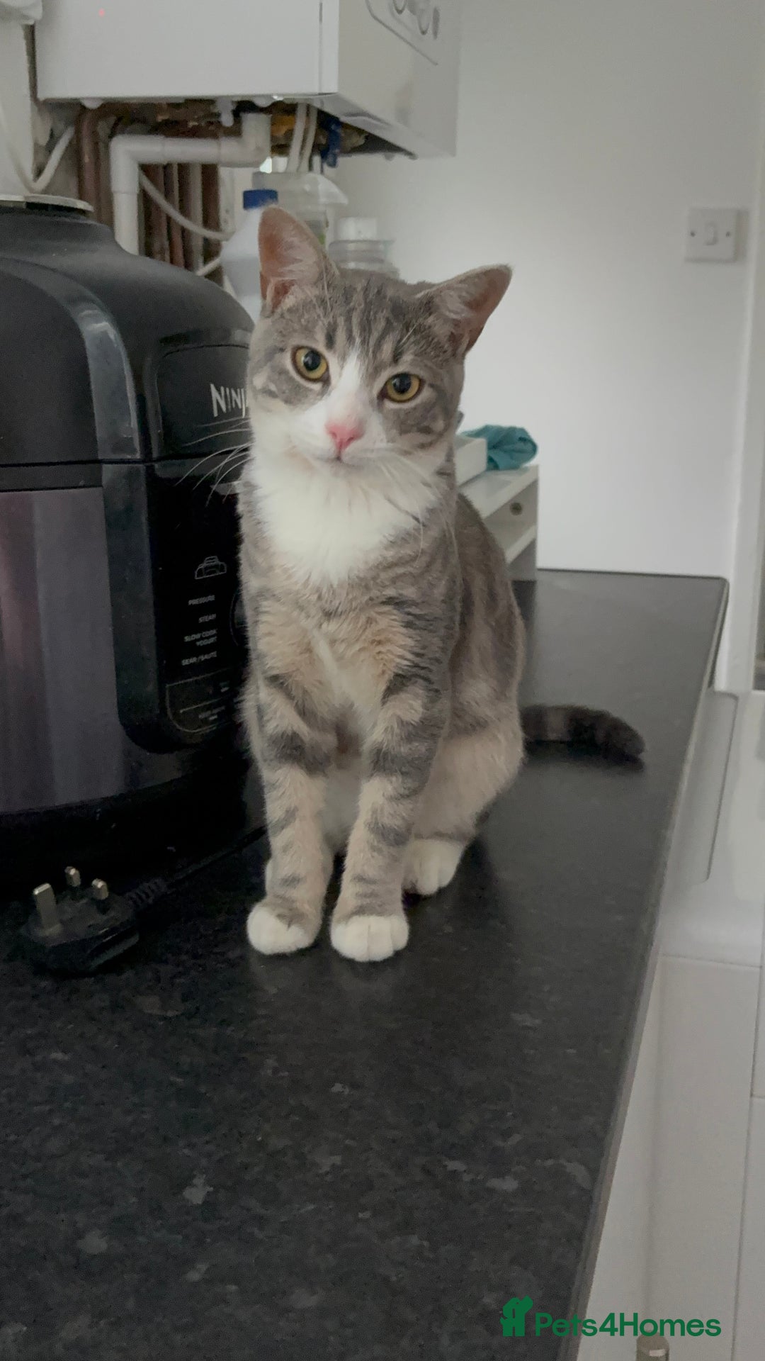 American Shorthair cats for sale: kitten for sale - Advert 5