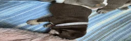 English Bulldog dogs for sale: Amazing English Bulldog Puppies in Coventry - Advert 15