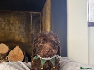 Cockapoo dogs F2 Cockapoo puppies - Advert 6