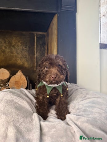 Cockapoo dogs F2 Cockapoo puppies - Advert 2