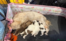 Shih Tzu dogs for sale: 4 x Gorgeous Puppies Available  - Image 5