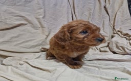 Cavapoo dogs for sale: Cavapoo puppies  - Image 14