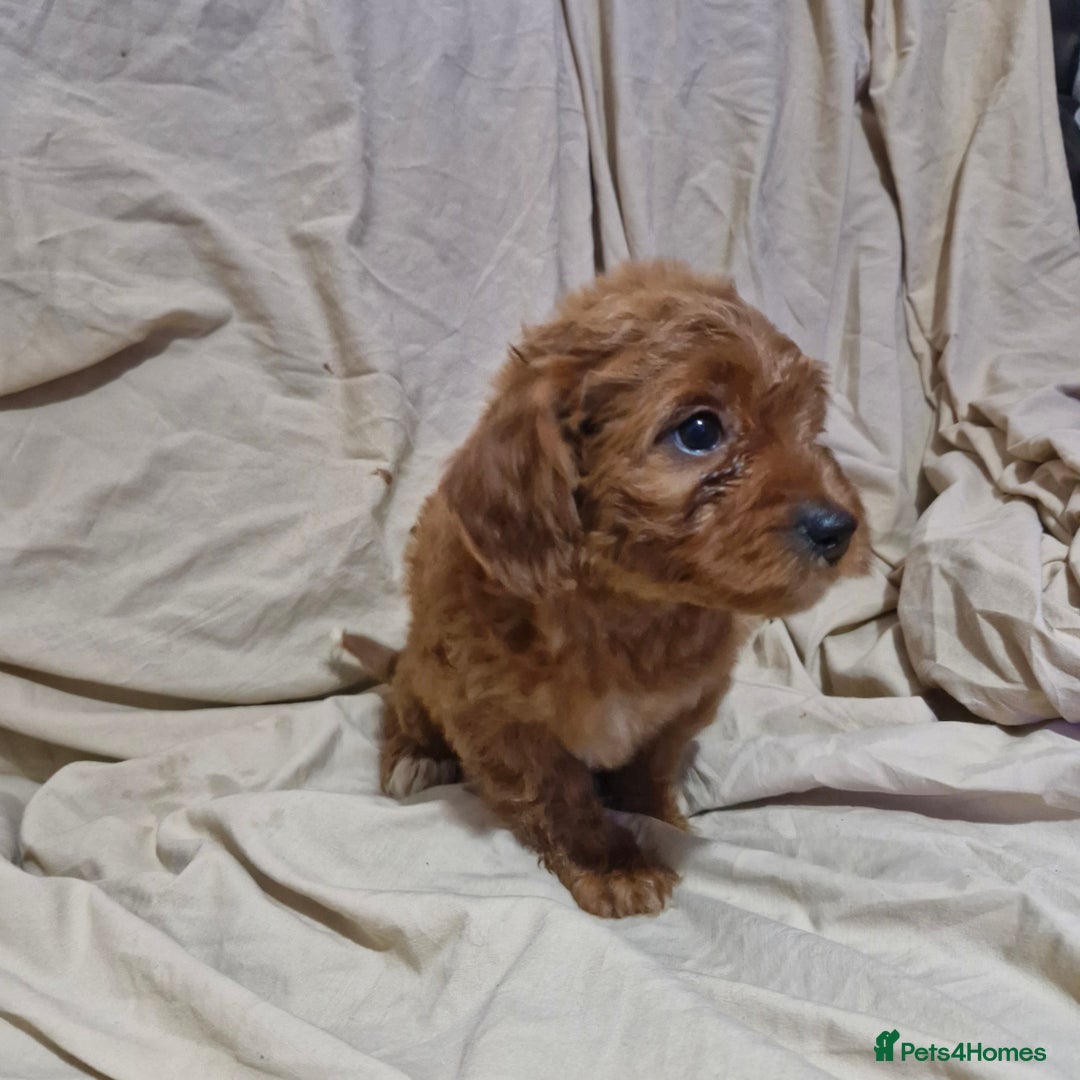 Cavapoo dogs for sale: Cavapoo puppies  - Image 14