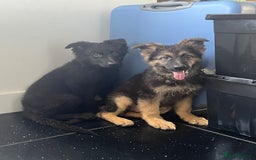 German Shepherd dogs for sale: German shepherd pups silver sable black/tan black  - Image 8