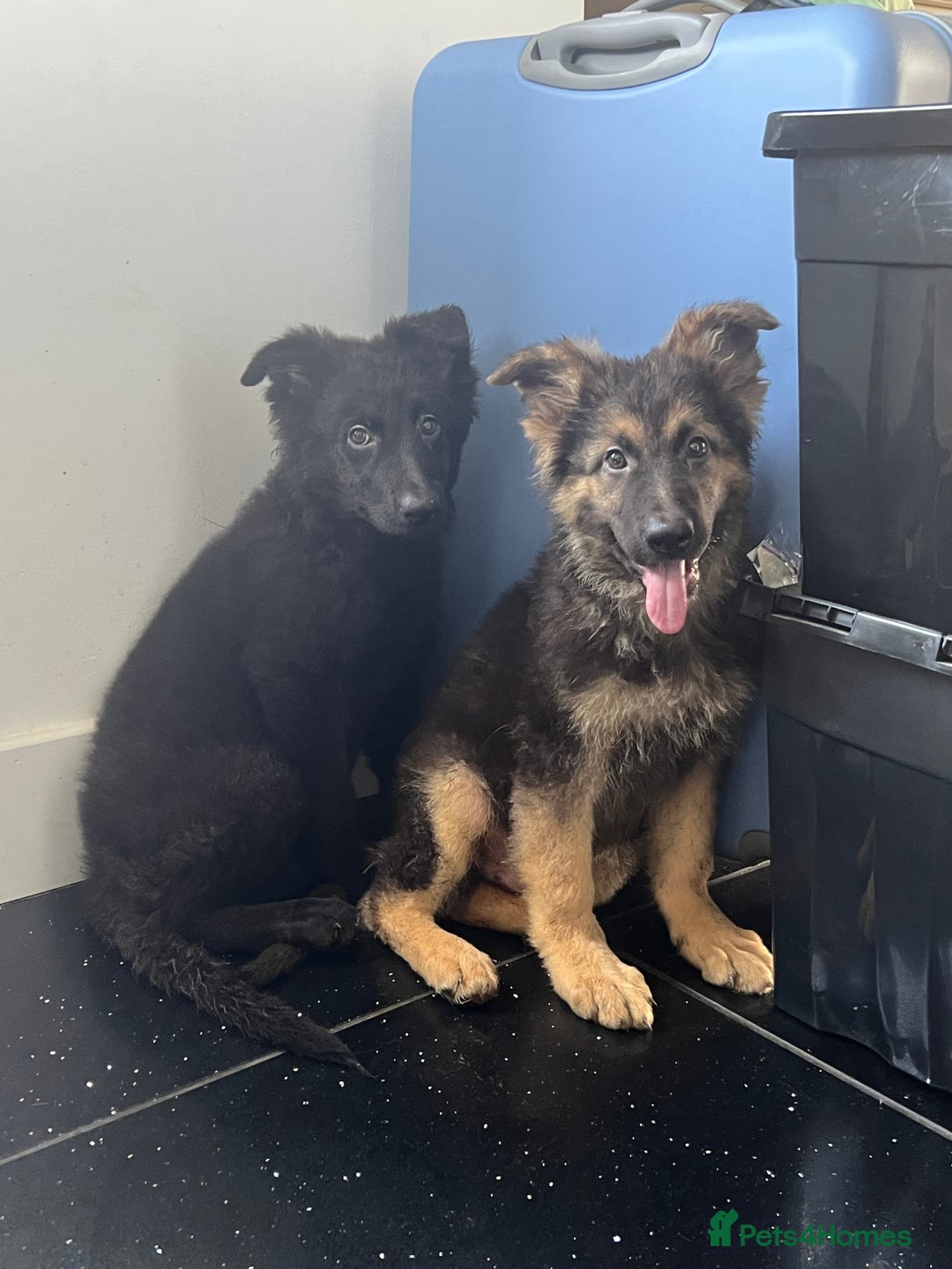 German Shepherd dogs for sale: German shepherd pups silver sable black/tan black  - Image 8