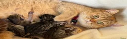 British Longhair cats for sale: British Longhair stunning TICA boy - Advert 19