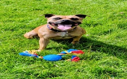 Staffordshire Bull Terrier dogs for sale: Gorgeous chunky male staffys - Image 2
