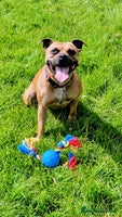 Staffordshire Bull Terrier dogs Gorgeous chunky male staffys - Advert 3
