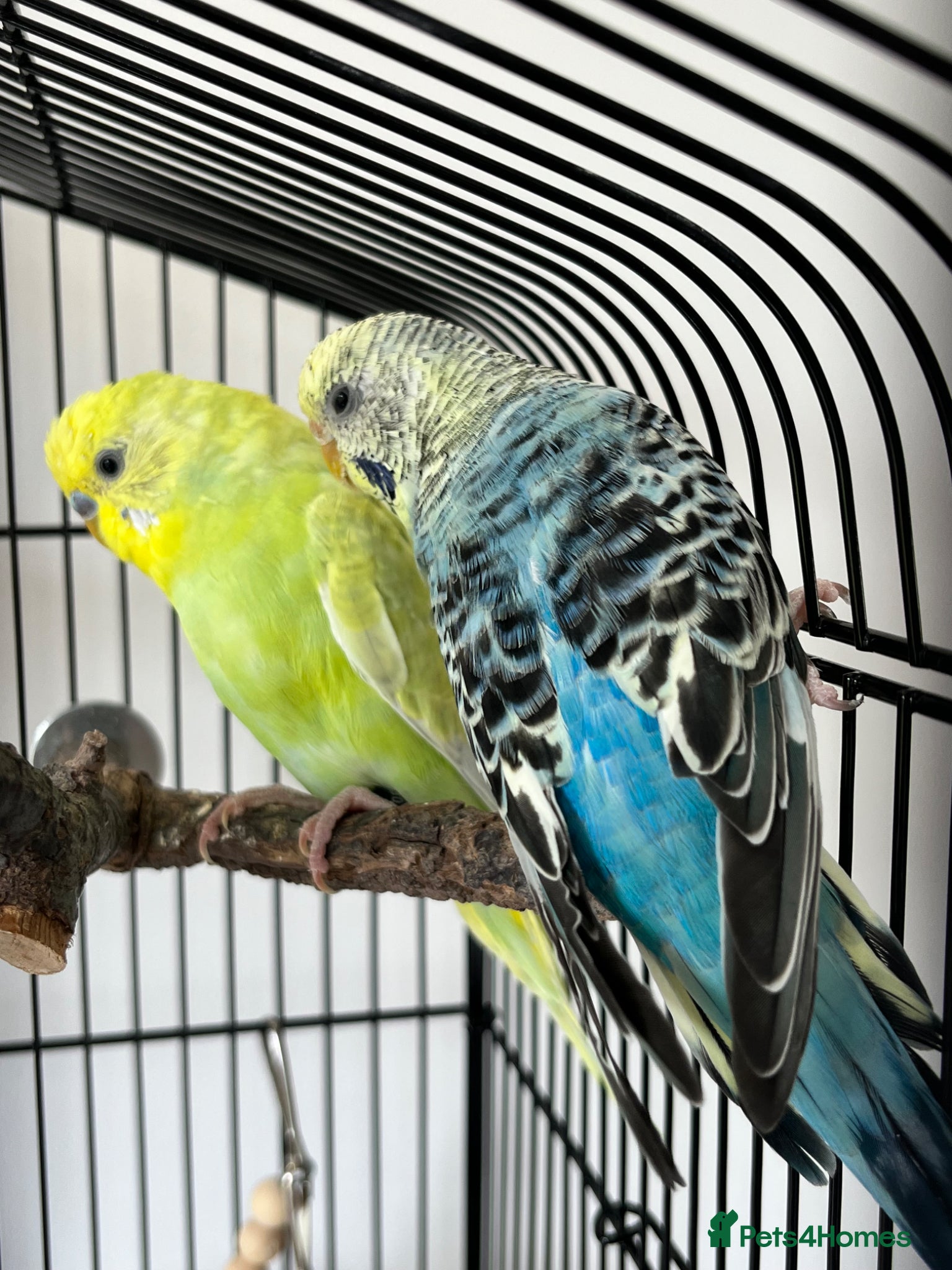 Budgerigars birds Male and Female Budgie - Advert 22