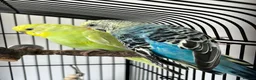 Budgerigars birds for sale: Male and Female Budgie’s in Rochdale - Advert 4