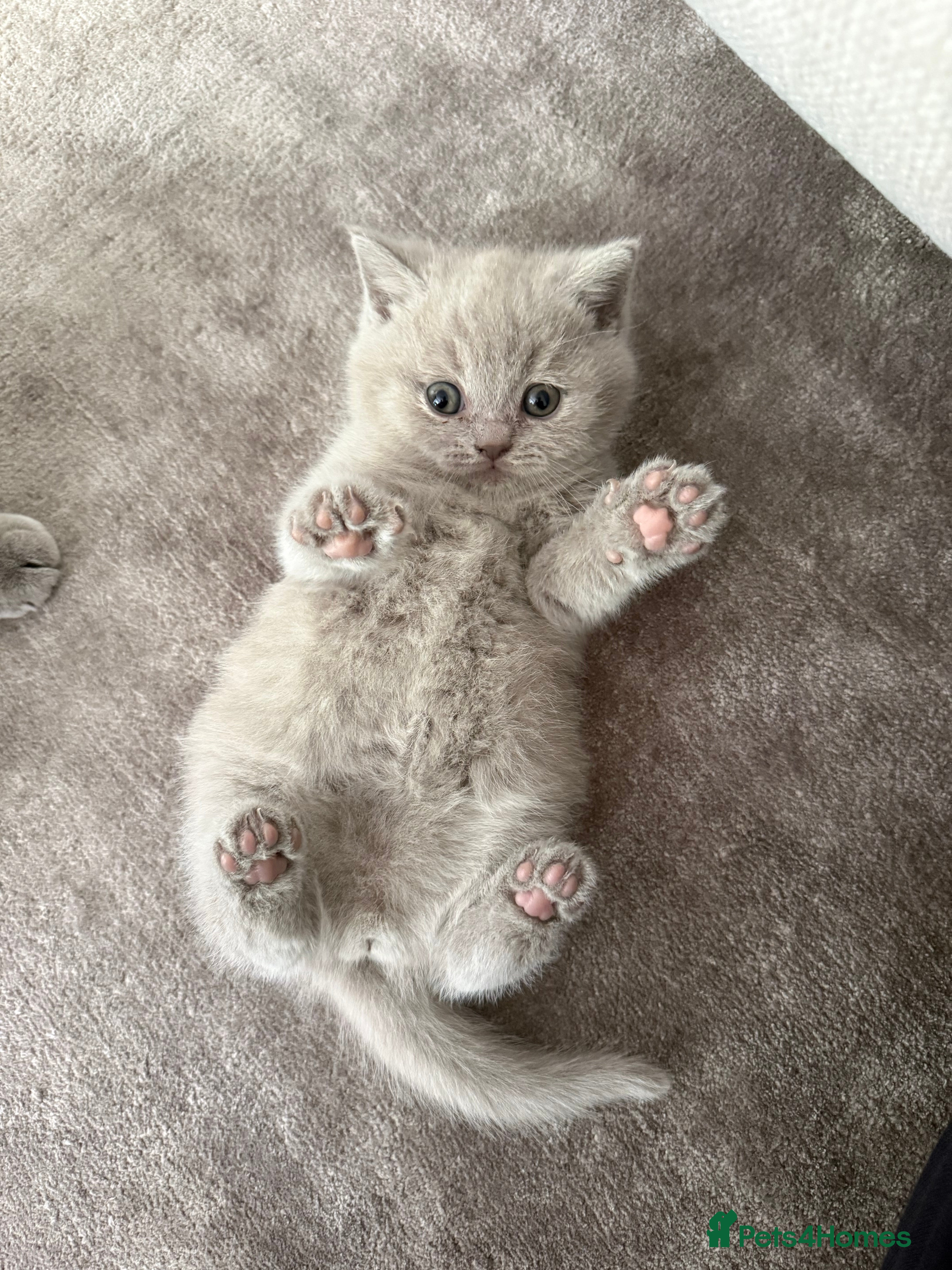 British Shorthair cats Beautiful British shorthair looking for a home - Advert 4