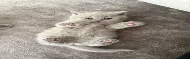 British Shorthair Kitten 1