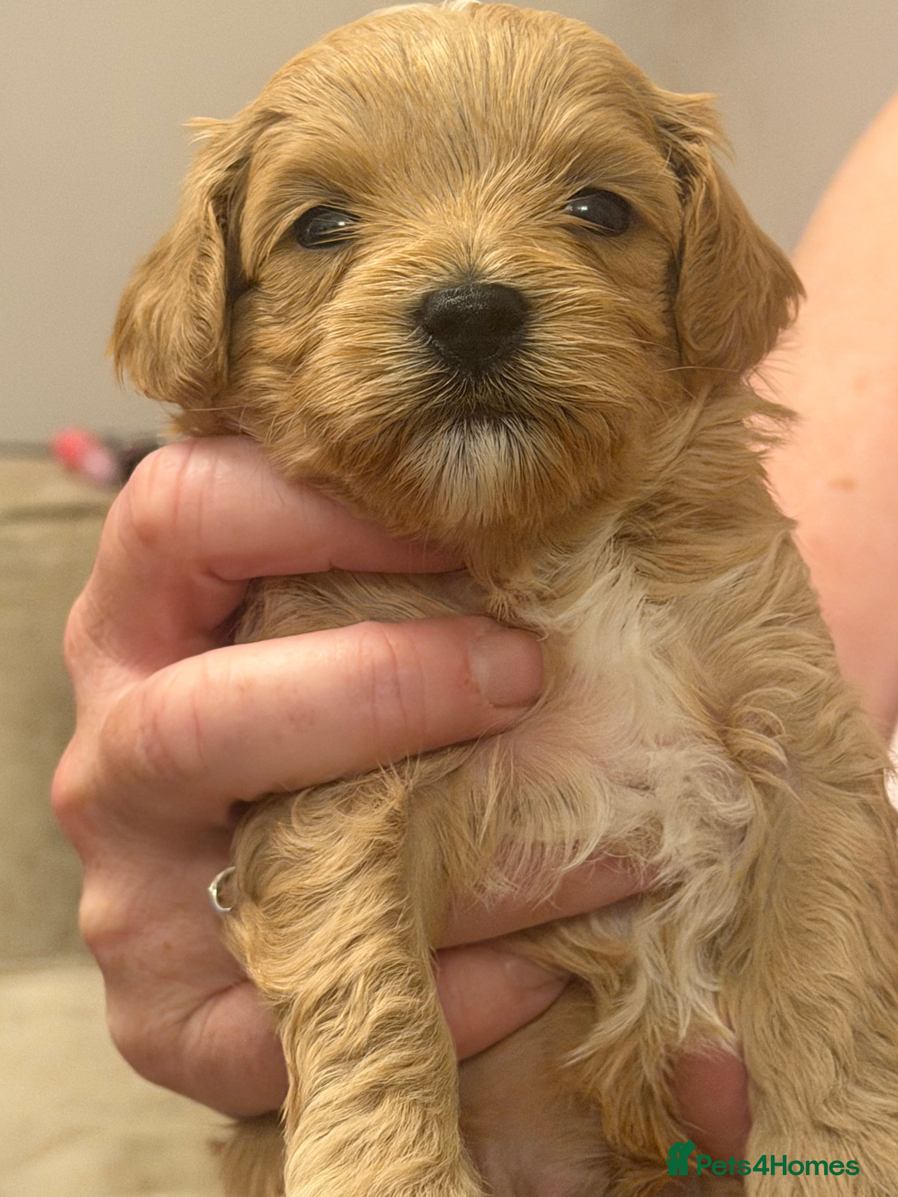 Cavapoochon dogs 🌟🌟2 Beautiful Boys remaining 🌟🌟 - Advert 2