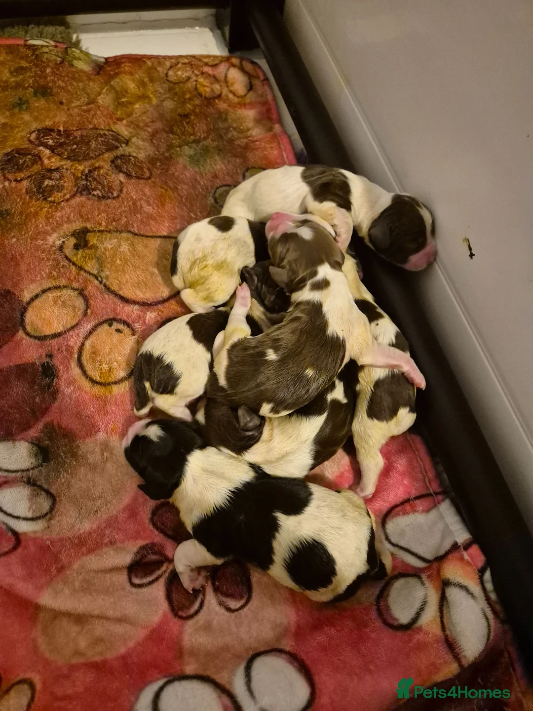English Springer Spaniel dogs for sale: Beautifully marked Springer spaniels - Advert 6