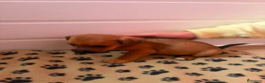Jack Russell 3