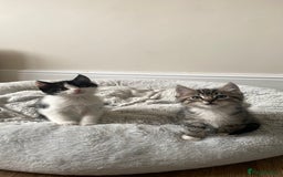 Mixed Breed cats for sale: Mixed breed ragdoll kittens  - Image 2