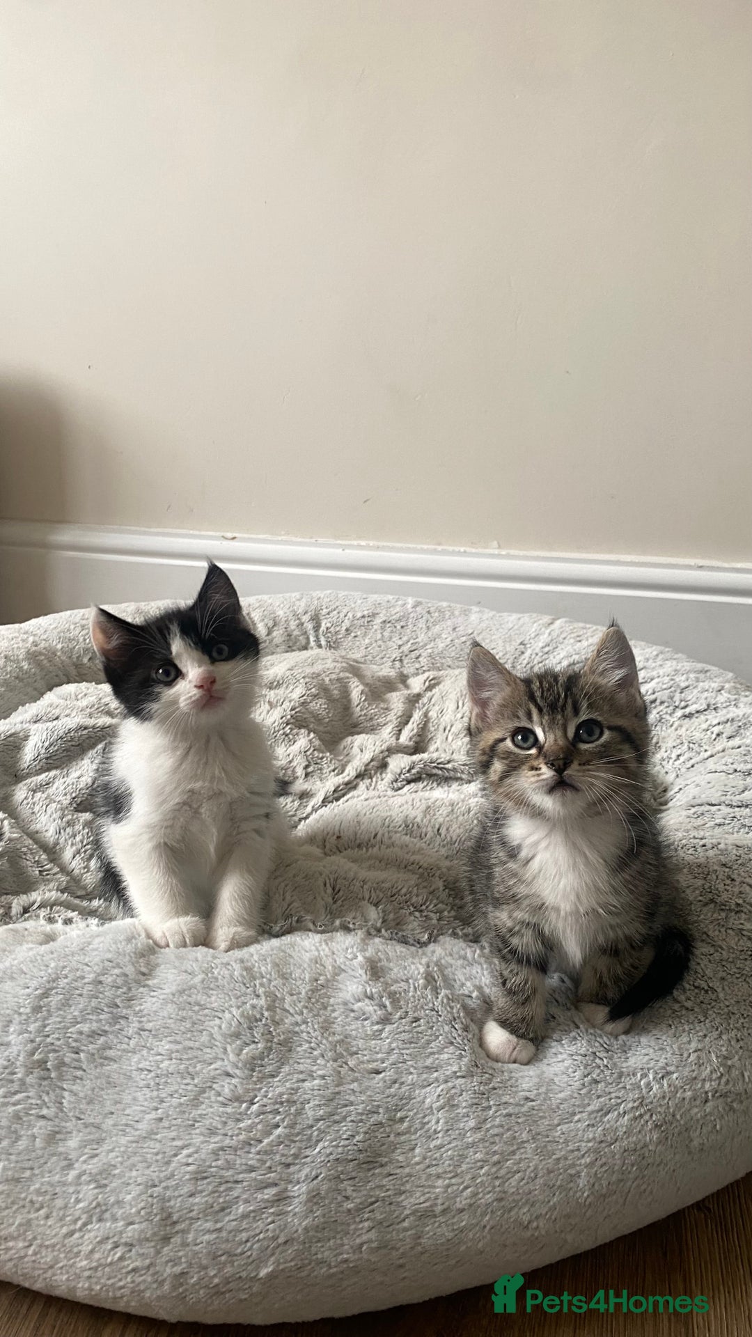 Mixed Breed cats for sale: Mixed breed ragdoll kittens  - Image 2