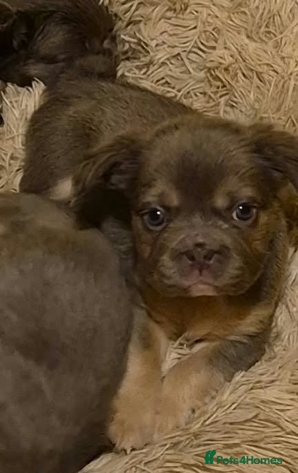 French Bulldog dogs French bulldog puppies ready for forever homes  - Advert 2