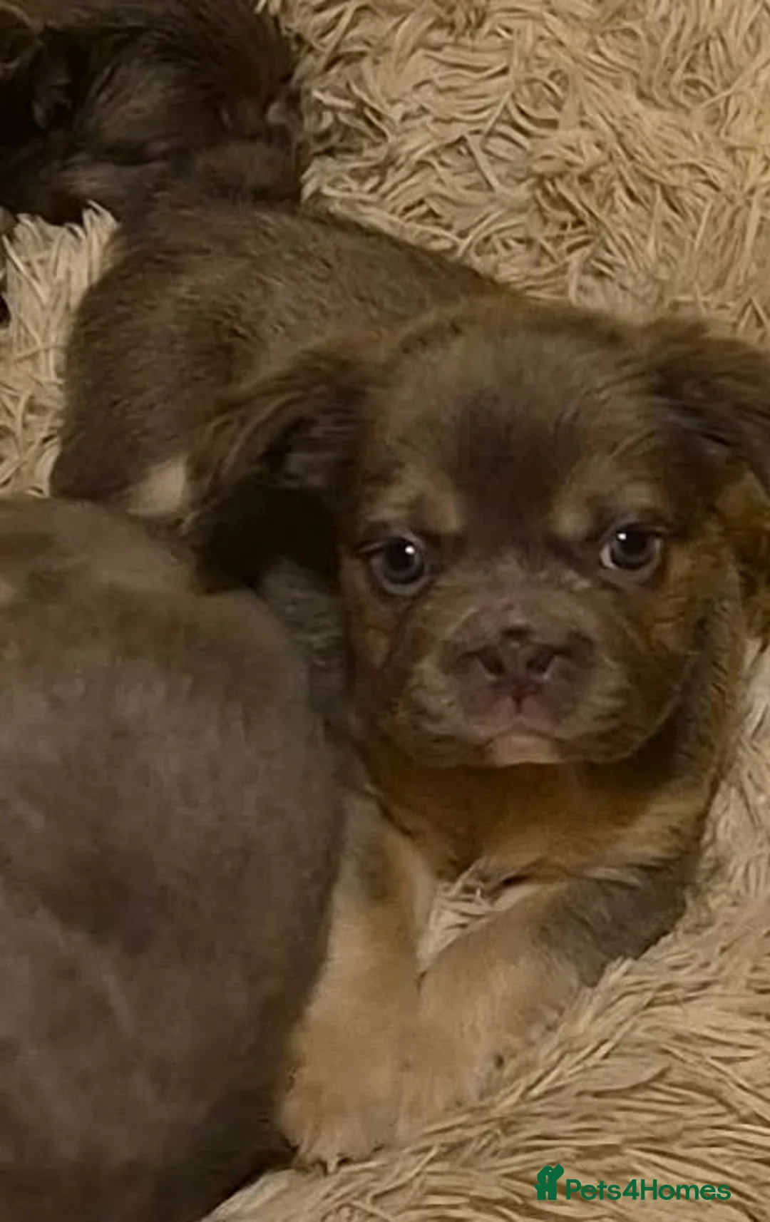 French Bulldog dogs for sale: French bulldog puppies ready for forever homes  - Advert 2