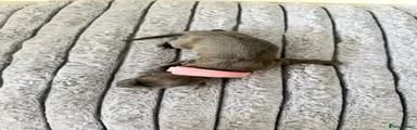Italian Greyhound Puppy 6