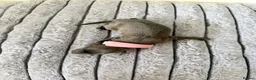 Italian Greyhound dogs for sale: 6 Stunning KC Italian Greyhound Puppies  - Advert 8