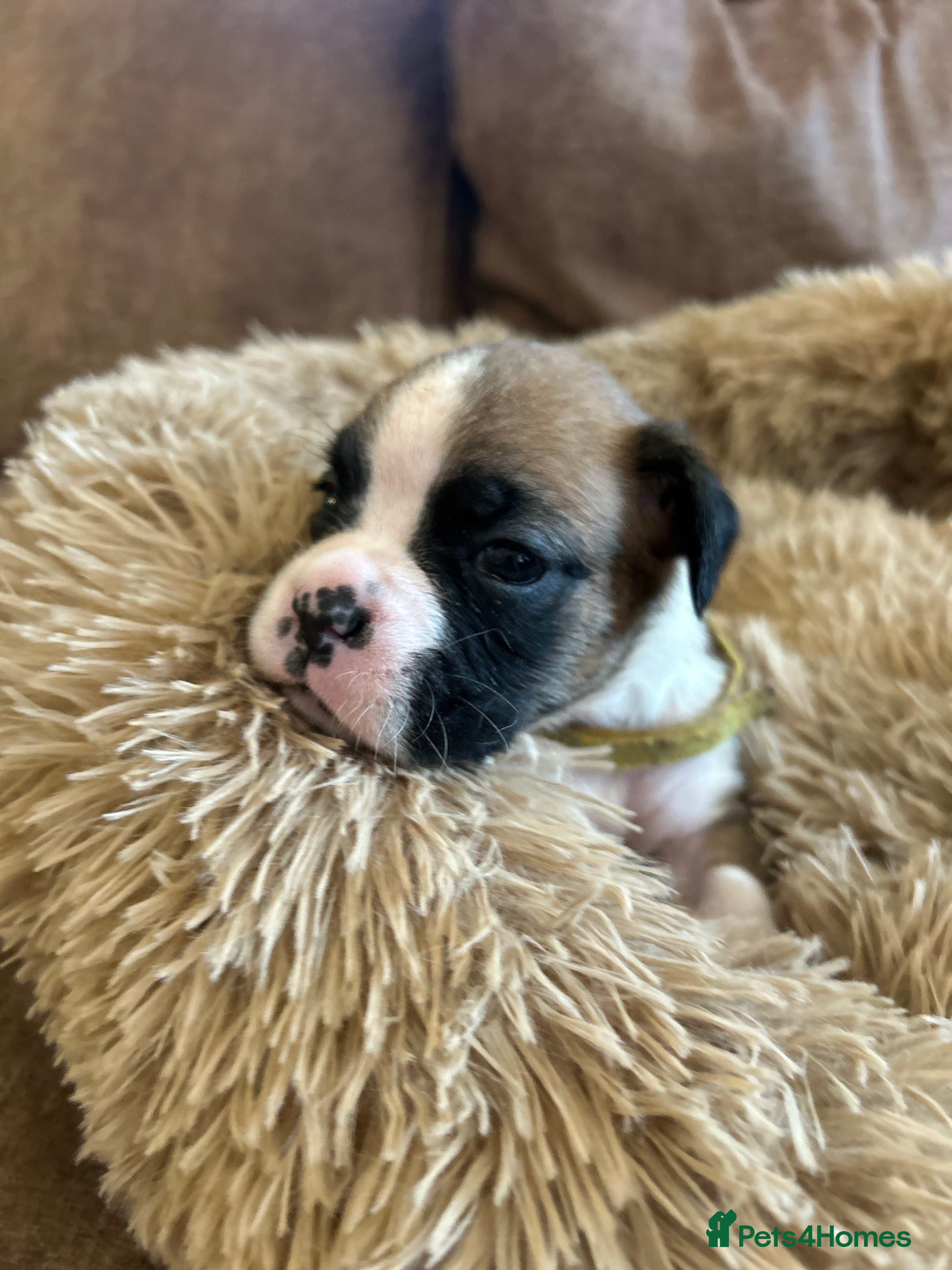 Boxer dogs Beautiful long and Bob tail kc reg puppies  - Advert 2