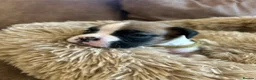 Boxer dogs for sale: Beautiful long and Bob tail kc reg puppies  - Advert 2