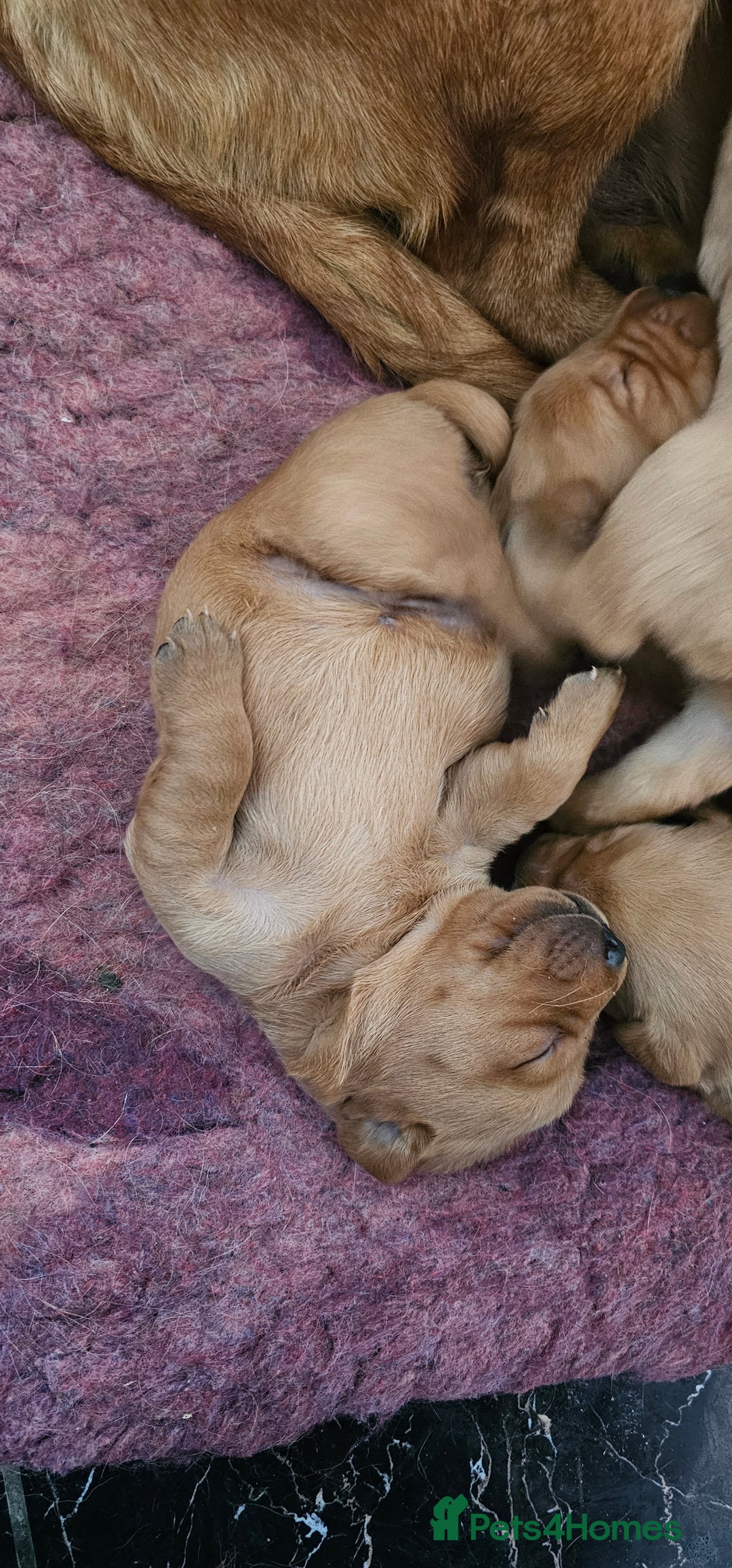 Labrador Retriever dogs for sale: 6 STUNNING KC REG FOX RED LABRADORS  - Advert 18
