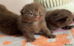 British Shorthair cats for sale: 🧶🍩Chocolate BSH boys ⭐️💎GCCF reg  - Image 7
