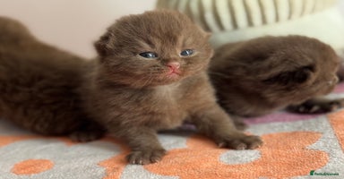 British Shorthair cats - Advert 8