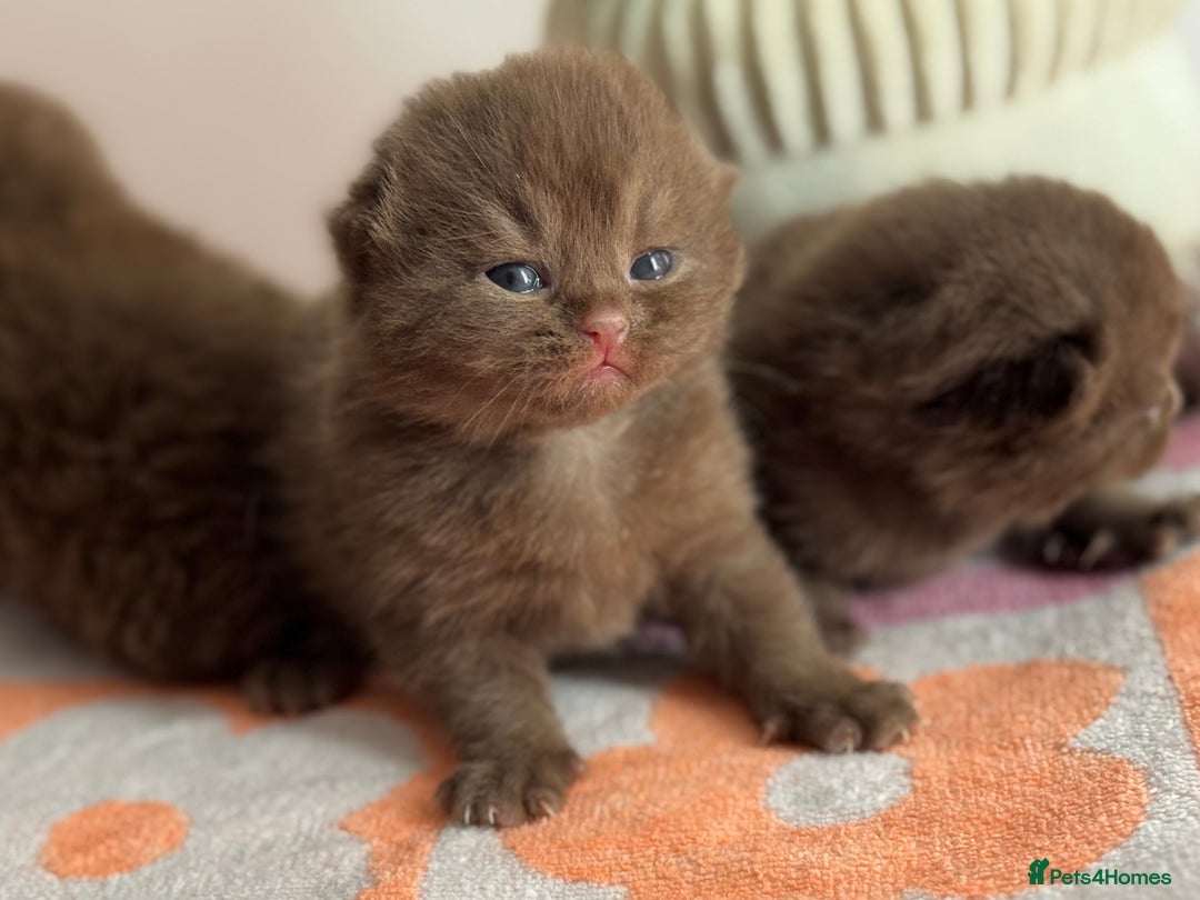 British Shorthair cats for sale: 🧶🍩Chocolate BSH boys ⭐️💎GCCF reg  - Image 7