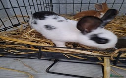 Mixed Breed rabbits for sale: Adorable Male & Female Rabbits - With Hay & Food - Image 3