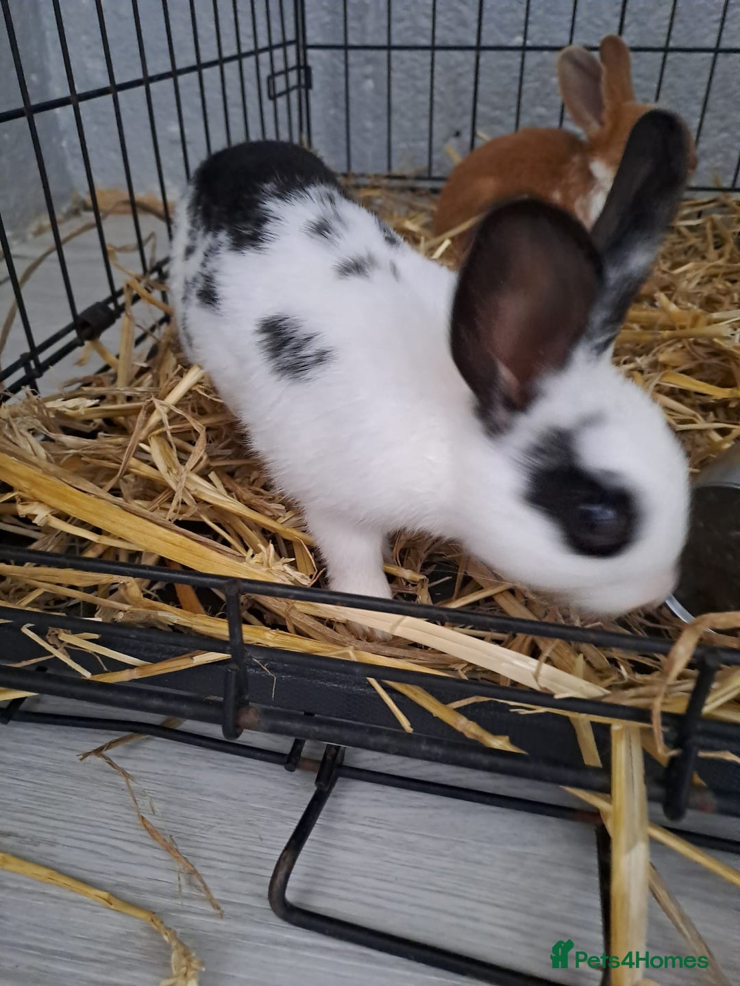 Mixed Breed rabbits for sale: Adorable Male & Female Rabbits - With Hay & Food - Image 3