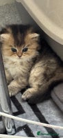 Scottish Fold cats Scottish Shorthair fluffy purebred kittens - Advert 1