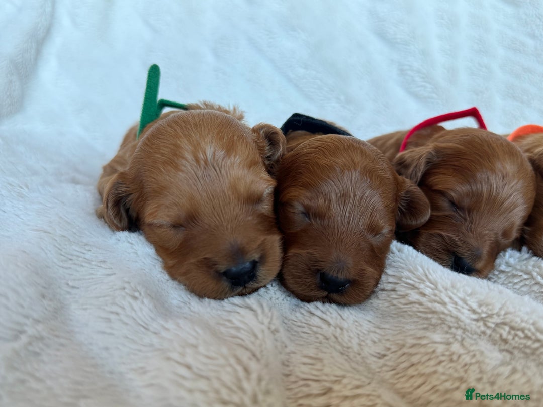 Cavapoo dogs for sale: Beautiful Red F1b Cavapoo Puppies - Image 4