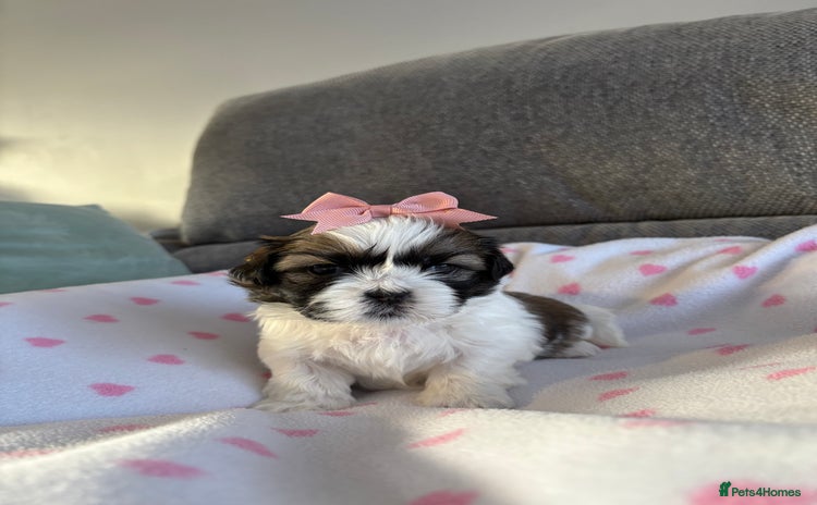 Shih Tzu dogs - Advert 4
