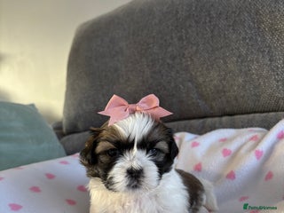 Shih Tzu dogs - Advert 26