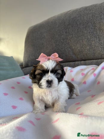 Shih Tzu dogs - Advert 5