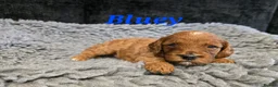 Cavapoo dogs for sale: F1b health tested fox red cavapoo puppies  - Advert 3