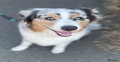 Australian Shepherd dogs - Advert 3