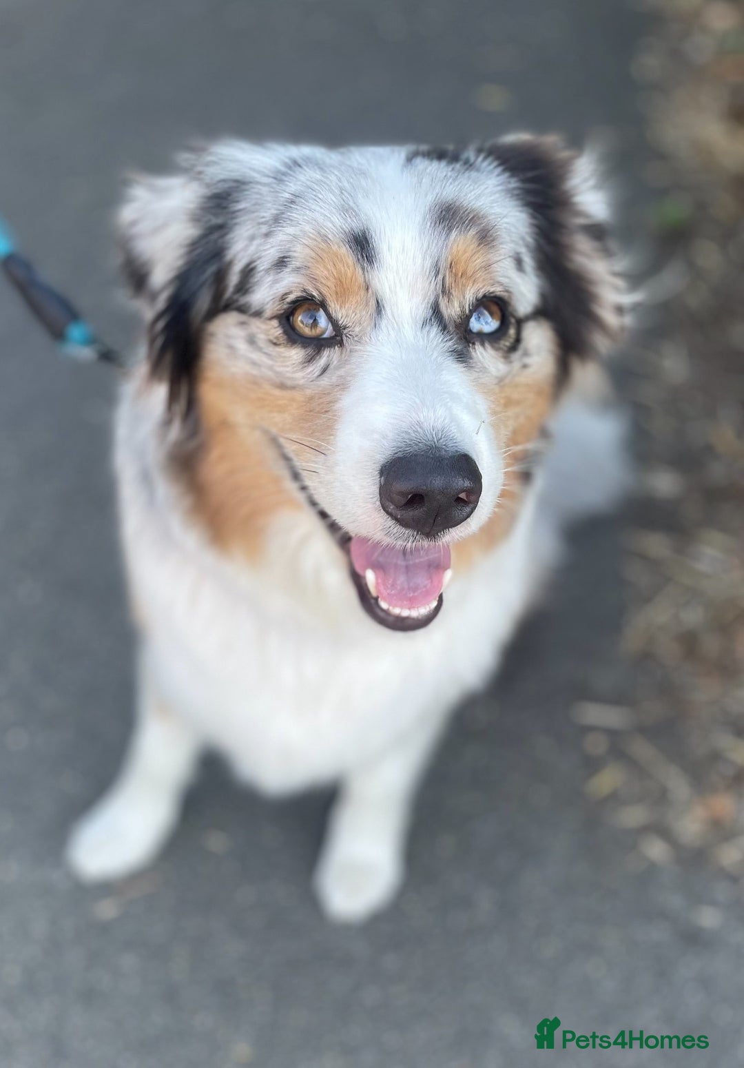 Australian Shepherd dogs for sale: Exceptional Australian Shepherd Puppies - Image 7