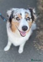 Australian Shepherd dogs - Advert 3