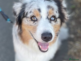 Australian Shepherd dogs Exceptional Australian Shepherd Puppies - Advert 5